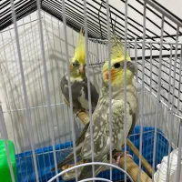 تعدادی عروس هلندی نر و ماده