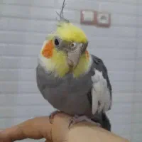 عروس هلندی سخنگو