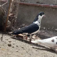 چند عدد کفتر پرشی و جفتگاه