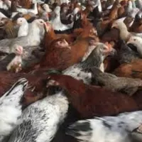 نیمچه مرغ خروس بومی گلپایگانی جهادی بلک استار|حیوانات مزرعه|اصفهان, بهارستان|دیوار