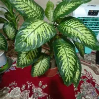 گل دیفن باخیا|گل و گیاه طبیعی|سراجو, |دیوار