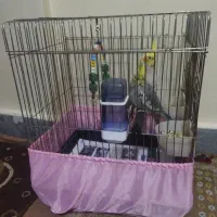 عروس هلندی
