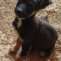 توله دو ماهه ماده