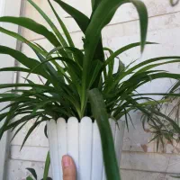 گل و گیاه گندمی کاکتوس گل یخ قاشقی