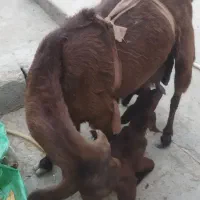 بزی شیری با دو کهره نر ماده چشم سفید