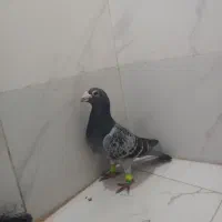 کبوتر