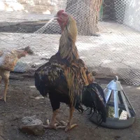 فروش تخم لاری از بهترین نسل