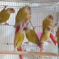 گرینچیک سانچیک مونچیک ردچیک پاید|پرنده|مشهد, سناباد|دیوار