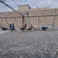 کبوتر فروشی
