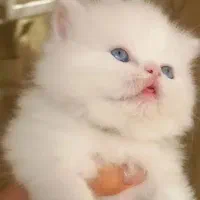 پرشین سفید صورت شامپاینی ۲ماه نیمه|گربه|تهران, گیشا|دیوار