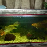 اکواریوم ماهی