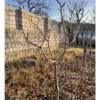 هرس کاری و خدمات باغبانی