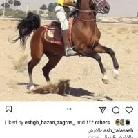 اسب درهشور|اسب و تجهیزات اسب‌سواری|مبارکه, |دیوار