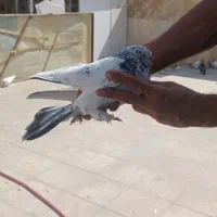 کبوتر پرشی|پرنده|اسلام‌شهر, شهرک لاله|دیوار