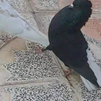 کلاغ دم سفید نر کلاهی کبوتر