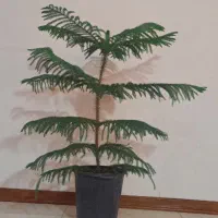 کاج مطبق 5طبقه زیبا ب علت مسافرت عجله ای