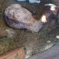 نر گوسفنددوساله|حیوانات مزرعه|جلین, |دیوار