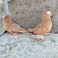 کبوتر بخارا|پرنده|اصفهان, ارغوانیه|دیوار