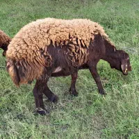 گوسفند میش آبستن سنگین