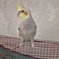 عروس هلندی جفت