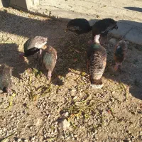 بوقلمون هفت ماهه|حیوانات مزرعه|یاسوج, |دیوار