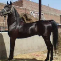 یک عدد اسب نریان