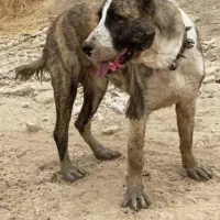 گم شده|حیوانات|آشخانه, |دیوار