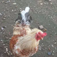 خروس برهما|حیوانات مزرعه|سنگر, |دیوار