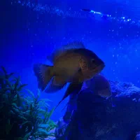 اسکار سلطنتی سوپرباله بلند و اسکار مسی|ماهی|تربت‌حیدریه, ۴۵ متری|دیوار