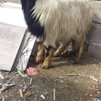 بزغاله شیرازی|حیوانات مزرعه|ماهدشت, |دیوار