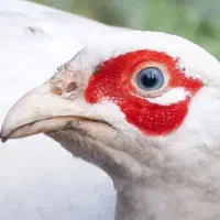 خروسک|حیوانات مزرعه|گالیکش, |دیوار