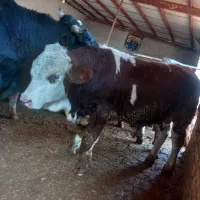 خرید گ ا و گوساله