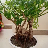 بن سای شفلرا