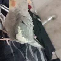 عروس هلندی جفت ومولد|پرنده|تهران, دولاب|دیوار