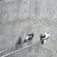 کفتر|پرنده|یزد, |دیوار