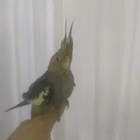 فروش یا معاوضه عروس هلندی