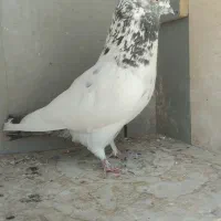 کله دم سبزه حراج|پرنده|اصفهان, قائمیه|دیوار