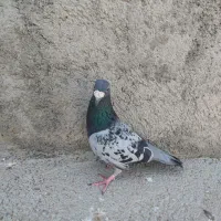 کبوتر پلاکی