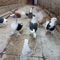 طوقی.دم سیاه.ساده سیاه معاوضه با طوقی ماده|پرنده|ایرانشهر, |دیوار