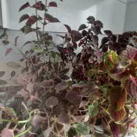 گل طبیعی|گل و گیاه طبیعی|بومهن, |دیوار