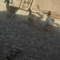 غاز بالغ|حیوانات مزرعه|گنبکی, |دیوار