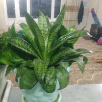 گل.|گل و گیاه طبیعی|جوانرود, |دیوار