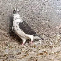 کبوتر گوره و غوره نر و طوقی|پرنده|وحدتیه, |دیوار