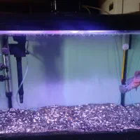 اکواریم شیشه خم ماهیران با وسایل کامل و ماهی