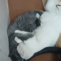 گربه برتیش|گربه|یزد, |دیوار