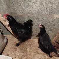 مرغ خروس مرندی