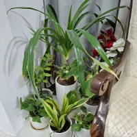 تعدادی گل زینتی