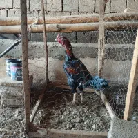 خروس|حیوانات مزرعه|شاهین دژ, |دیوار