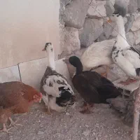 مرغ وخروس واردک|حیوانات مزرعه|نیر (اردبیل), |دیوار