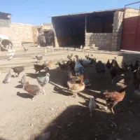 وارگ وکلشیر کوردی|حیوانات مزرعه|حمیل, |دیوار